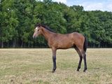 a horse that is standing in a field with other horses