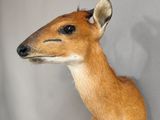 une tête de cerf fixée au mur d'une pièce