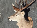 a deer head that is laying on the ground