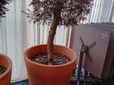 deux plantes en pot posées sur une table