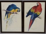 paire de deux perroquets encadrés posés sur une branche, l'un rouge et l'autre bleu