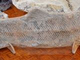un poisson posé sur une table en bois