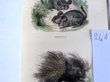 deux photos d'un porc-épic et d'une souris posés sur une table