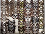 a lot of butterflies that are hanging on the wall