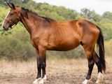 un cheval brun dans un champ, avec des arbres en arrière-plan