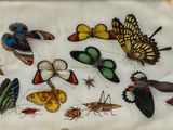 a picture of a picture of a collection of bugs and butterflies