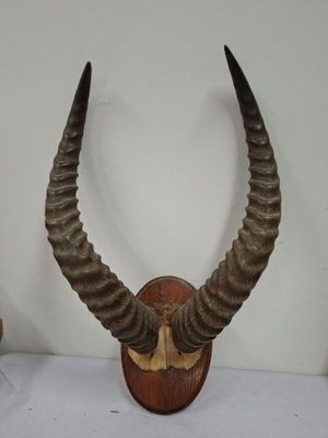 a large horns head mounted on a wall next to a wooden plaque