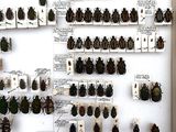 a lot of beetles on display in a display case