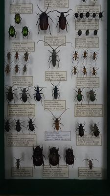 Vitrine de scarabées, coléoptères.