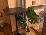 a plant that is sitting on a table in a room