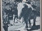 a picture of an elephant with people riding on it