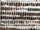 a lot of bugs that are on the wall