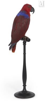 a red and blue bird sitting on top of a black stand