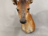 a fake deer head with horns on a white background