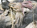 une touffe de cheveux lavés et séchés