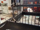 un oiseau qui se trouve dans une cage à l'intérieur d'un bâtiment