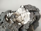 a close up of a rock with a bunch of white mushrooms on it