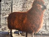 Photo 5/14 du lot