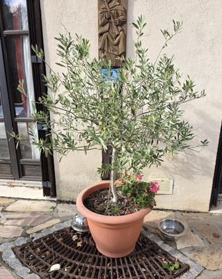 une plante en pot posée sur une grille