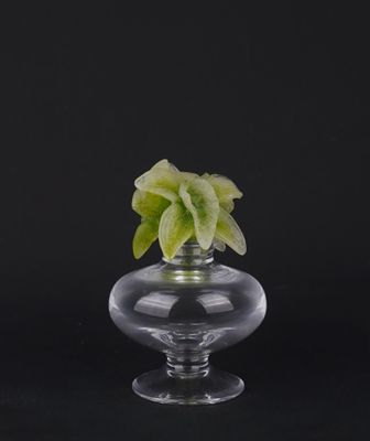 a glass vase with a plant in it on a black background