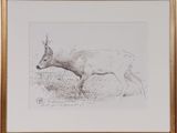 drawing of an antelope in a frame on a wall