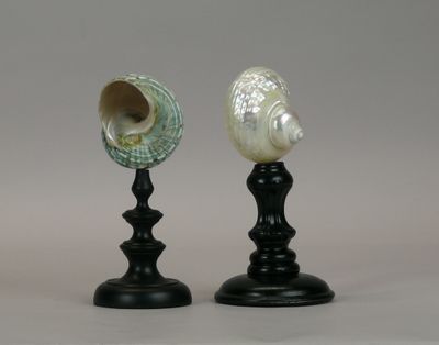 two seashells sitting on top of a black stand