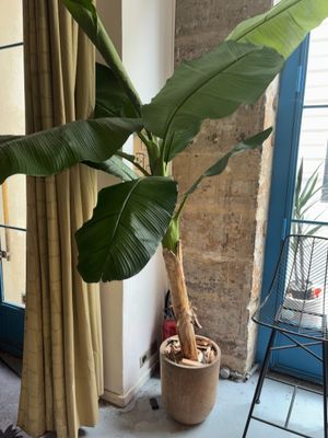 une plante en pot dans un coin d'une pièce