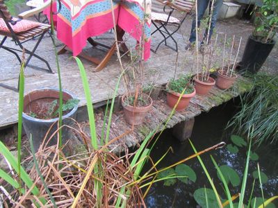 de nombreux pots de plantes posés sur un pont en bois