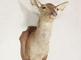 une tête de cerf fixée au mur d'une pièce