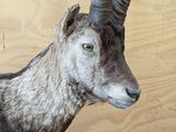 a goat with long horns standing on a wooden floor