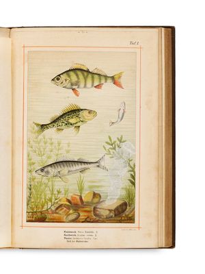 un livre ouvert sur lequel figurent des illustrations de poissons et de plantes