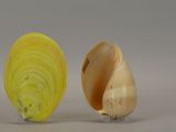 two shells that are next to each other on a table