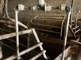 a cow that is standing in a barn with a lot of pipes
