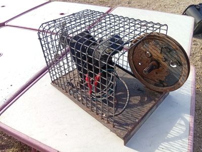 a small animal in a cage that is on top of a table