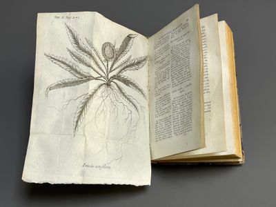 un livre ouvert sur lequel figure le dessin d'une plante