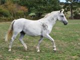 a white horse that is walking in the grass