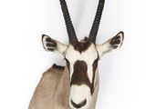une image représentant une tête d'antilope accrochée au mur