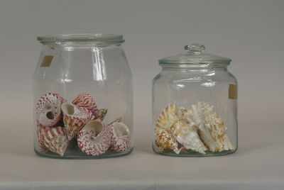 two glass jars with shells in them on a table