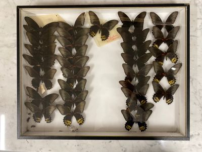 a lot of butterflies that are on display in a frame