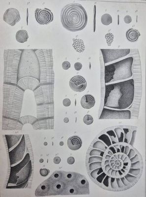 an image of a drawing of different types of shells and shells