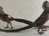 two birds that are standing next to each other