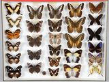 de nombreux types de papillons différents présentés dans une vitrine