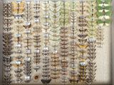 many different types of moths displayed in a box