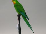 a green bird sitting on top of a black pole