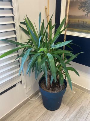 une plante posée dans un pot, par terre