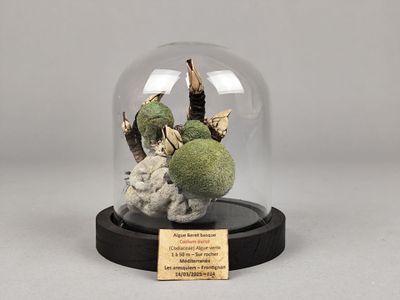 une cloche en verre dans laquelle pousse de la mousse