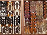 a lot of different colored feathers in a wooden frame