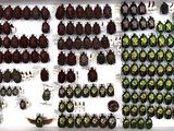 a display of various beetles on display in a box