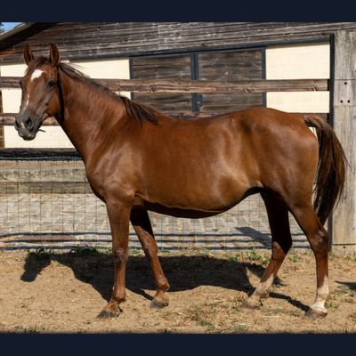 un cheval brun qui se tient dans un enclos clôturé