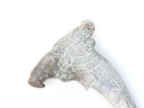 a shark tooth on a white surface with a white background